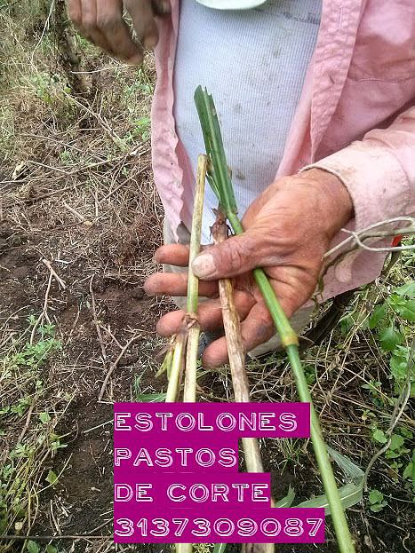 SEMILLA DE PASTOS DE CORTE. 3137309087
