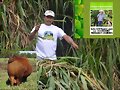 CORTE DE SEMILLA PASTO RODAS