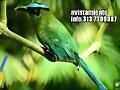 AVISTAMIENTO AVES. 3137309087
