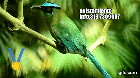 AVISTAMIENTO AVES. 3137309087