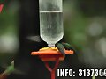COLIBRI. FINCA CAMAGUEY. COLOMBIA