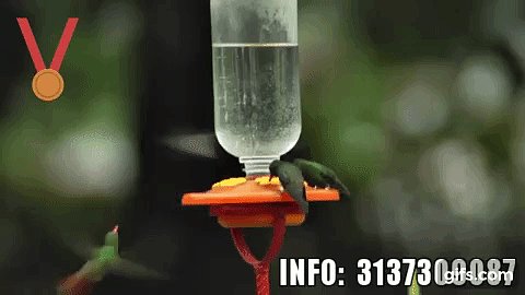 COLIBRI. FINCA CAMAGUEY. COLOMBIA