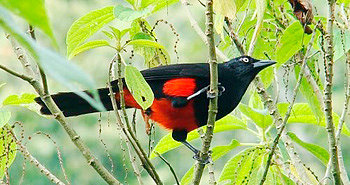 AVISTAMIENTO AVES, 3137309087