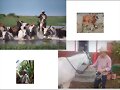 PASTOS PARA EQUINOS Y BOVINOS