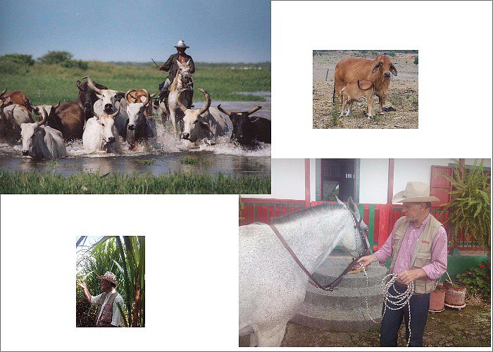 PASTOS PARA EQUINOS Y BOVINOS