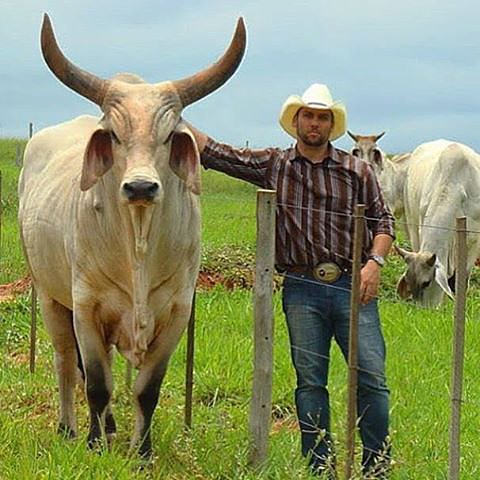 BUENOS FORRAJES MEJOR GANADO