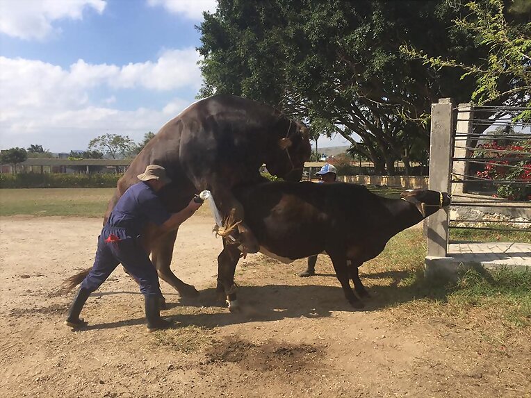 GENETICA BOVINA F1