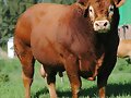 TOROS PARA EL TROPICO