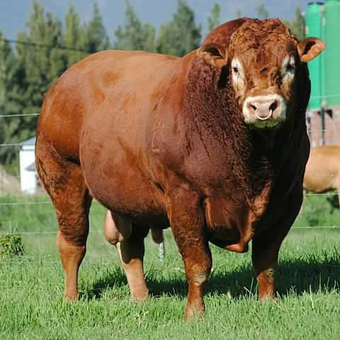 TOROS PARA EL TROPICO
