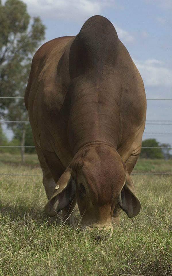 TOROS BRAHAMAN