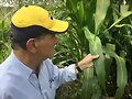 PASTOS DE CORTE EN COLOMBIA.