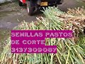 VENTA SEMILLA PASTO RODAS