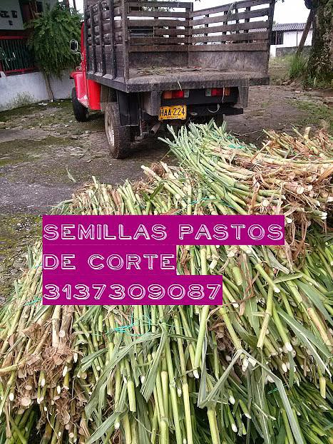 VENTA SEMILLA PASTO RODAS
