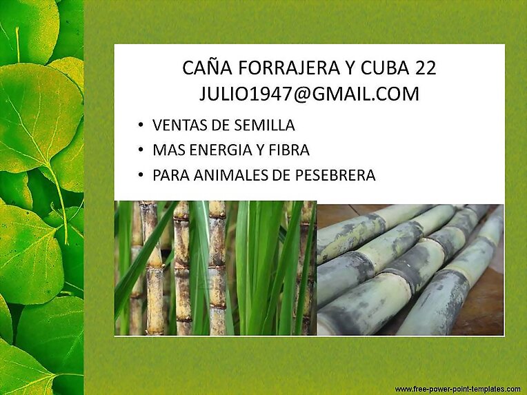 CAÑA FORRAJERA Y PASTO RODAS