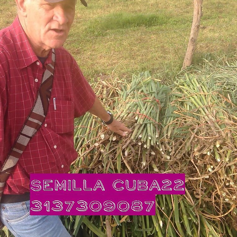 SEMILLA PASTO RODAS COLOMBIA,
