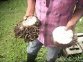 SEMILLA DE BORE