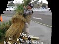 PASTO VETIVER SEMILLAS 3137309087