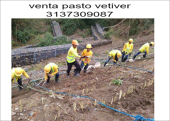 VETIVER VENTA SEMILLAS 3137309087