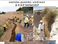 PLANTANDO PASTO VETIVER