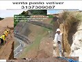 SEMILLAS VETIVER,