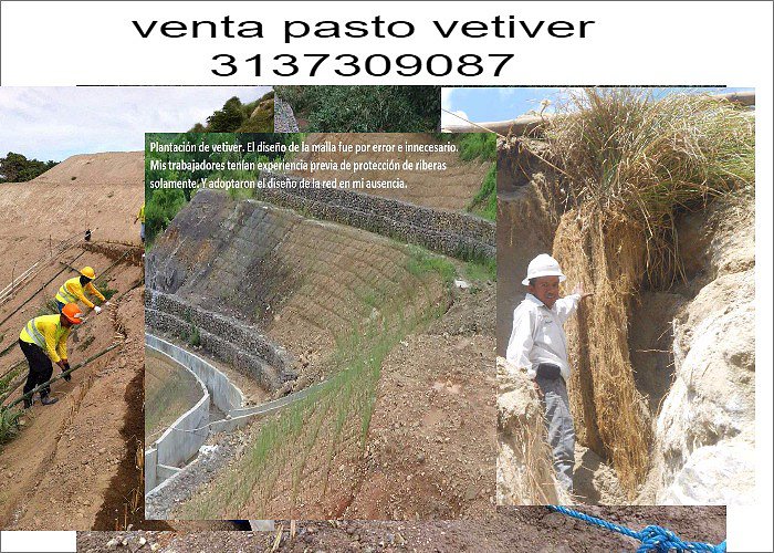 SEMILLAS VETIVER,