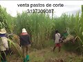 PASTOS DE CORTE RODAS