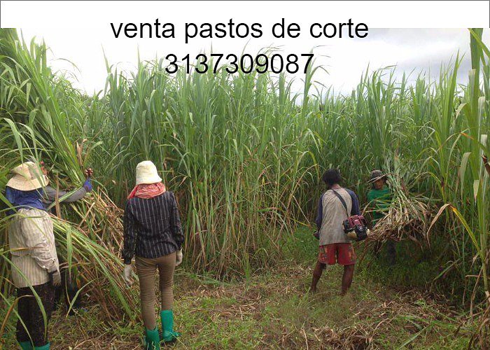 PASTOS DE CORTE RODAS