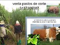 PASTO RODAS SEMILLAS,
