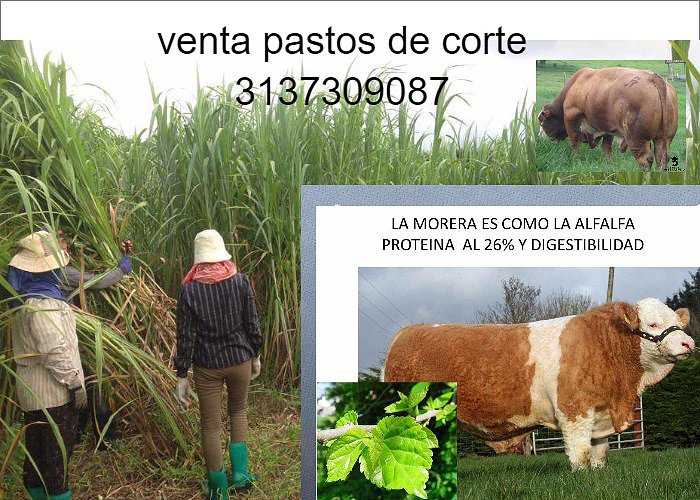 PASTO RODAS SEMILLAS,