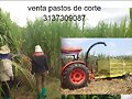 PASTO RODAS PARA ENSILAJE,