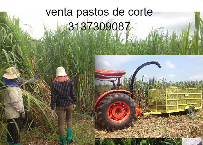 PASTO RODAS PARA ENSILAJE,