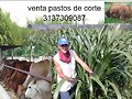 FORRAJERAS PARA ENSILAJES,