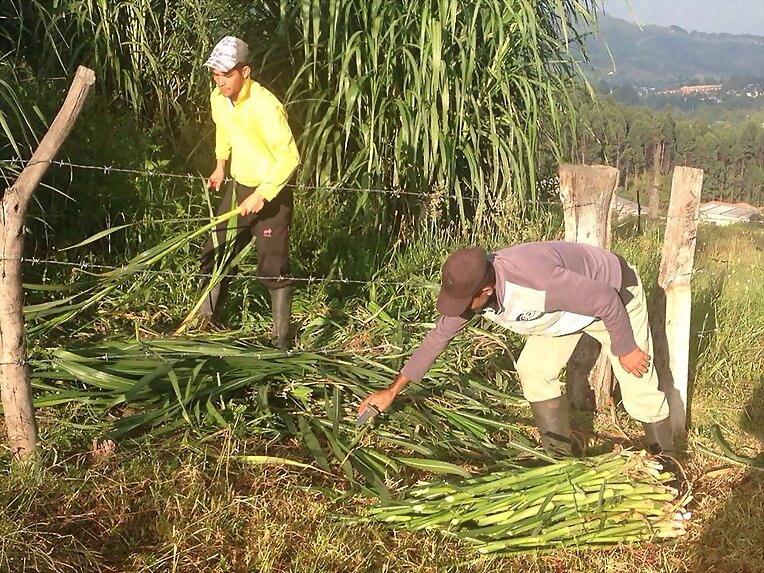 PASTO RODAS PARA SILOS