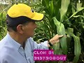 PASTO DE CORTE CLON 51 EN COLOMBIA