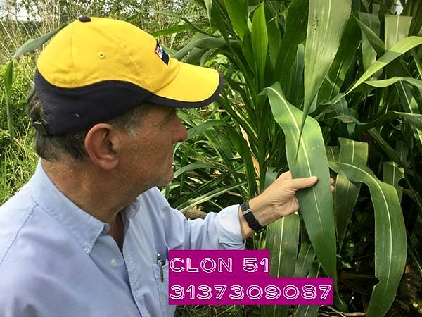 PASTO DE CORTE CLON 51 EN COLOMBIA