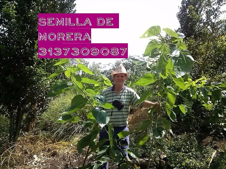FORRAJERAS Y PASTOS