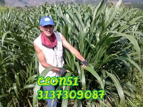CLON 51 PARA CORTE