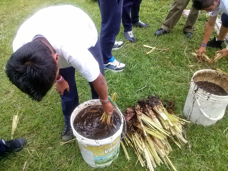 PASTO VETIVER