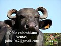 BORE FORRAJE PARA CERDOS Y PECES