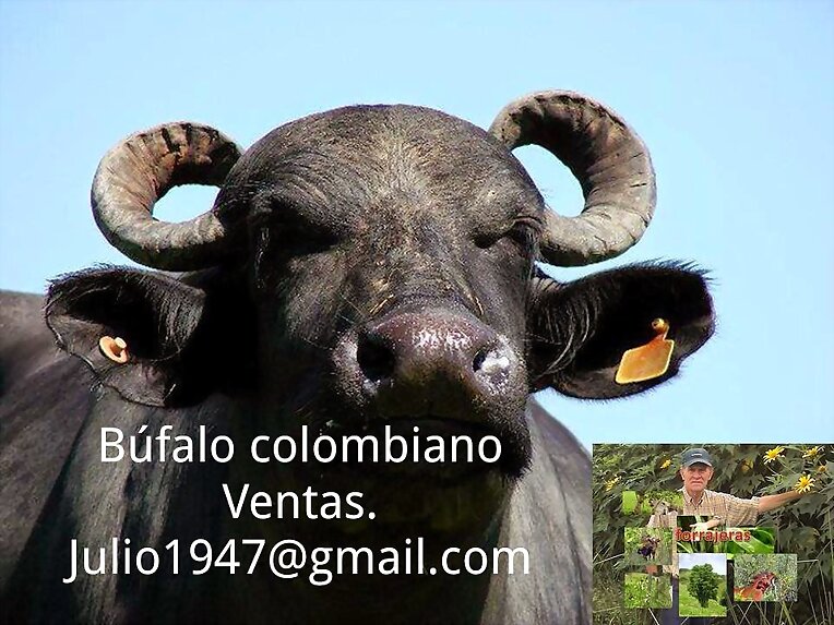 BORE FORRAJE PARA CERDOS Y PECES