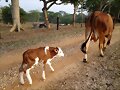 GANADO SIMMENTAL
