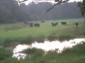 BUFALOS.EN COLOMBIA