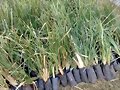 VETIVER