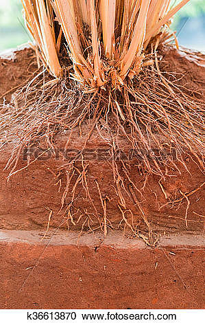 RAIZ DEL VETIVER