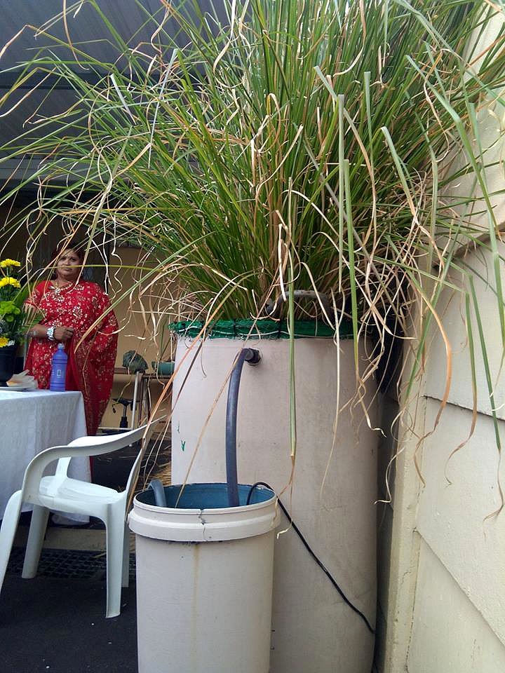 VETIVER AGUA