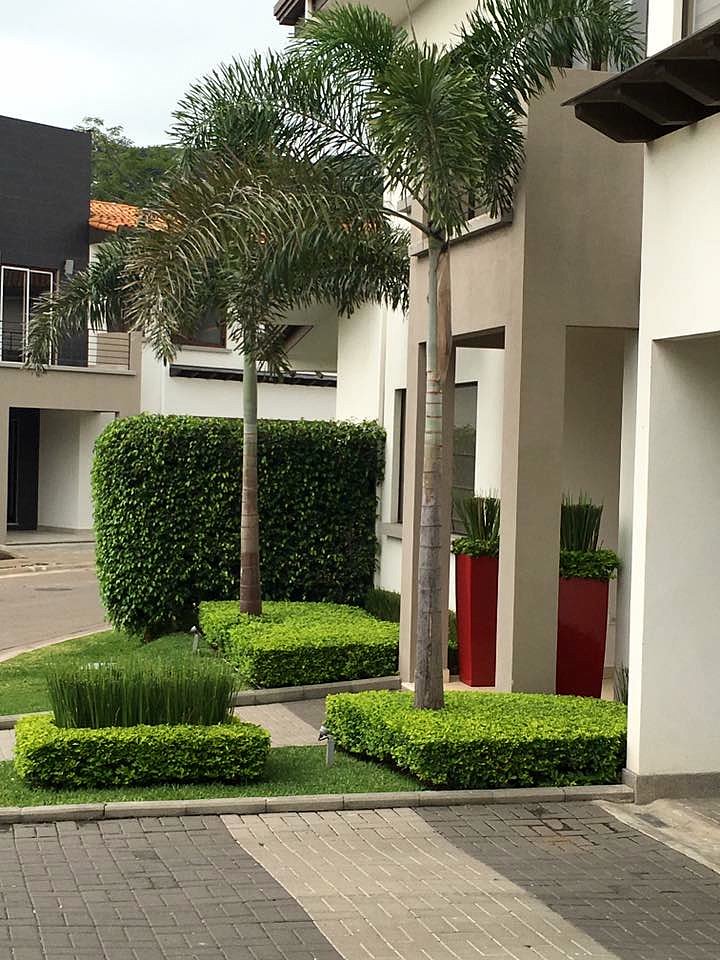 VETIVER JARDINES