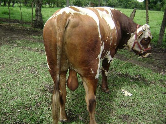 GANADO SIMMENTAL COLOMBIANO