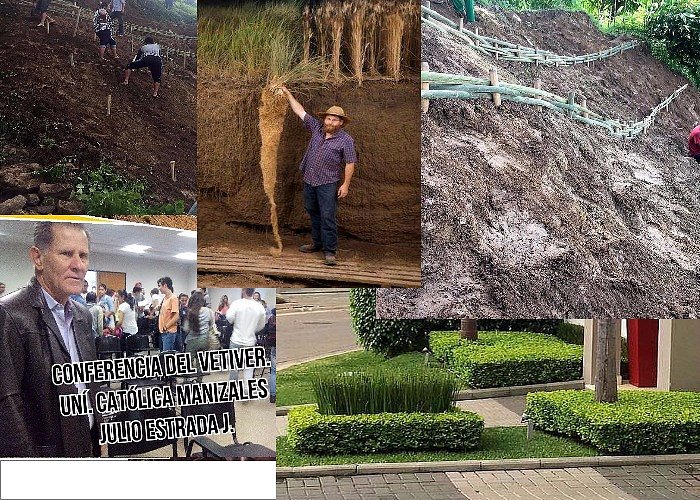 BONDADES DEL VETIVER