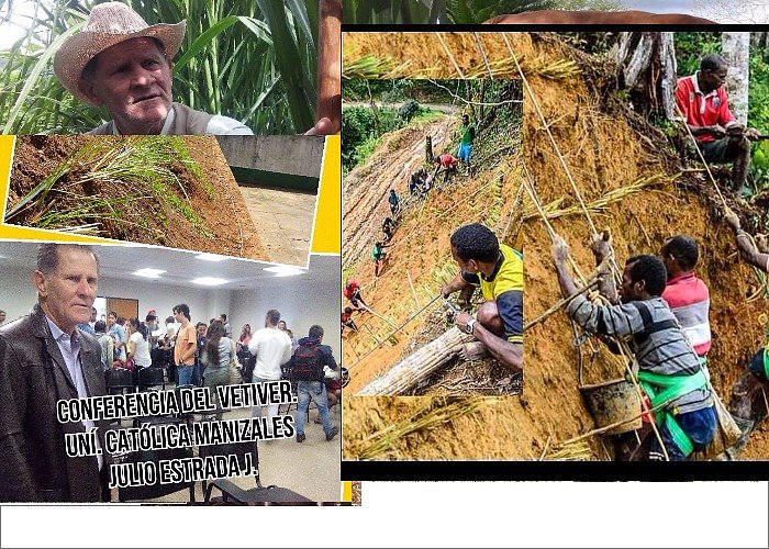 PASTO VETIVER AMBIENTAL