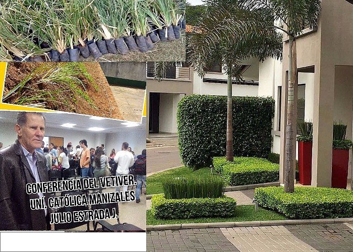 PLANTULAS DE VETIVER